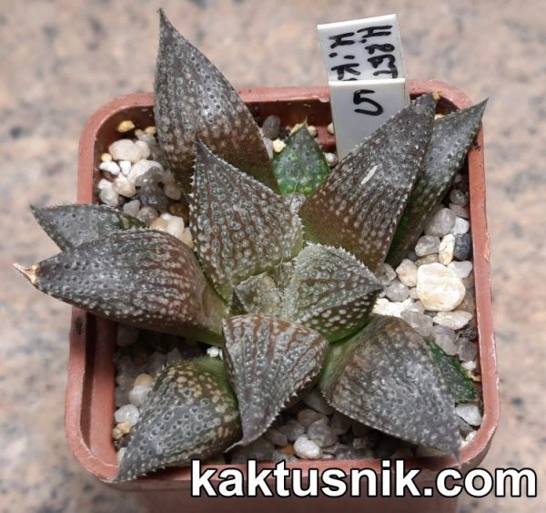 Haworthia reticulata x esterhuisenii x Haworthia ‘Kegazato’ x picta -Japan- 5