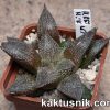 Haworthia reticulata x esterhuisenii x Haworthia ‘Kegazato’ x picta -Japan- 5_