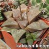 Haworthia retusa v. foucheri_