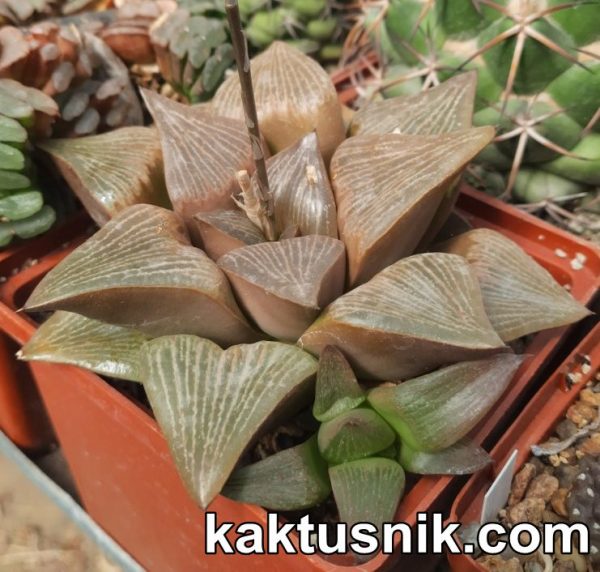 Haworthia retusa v. foucheri_