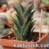 Haworthia scabra x nigra