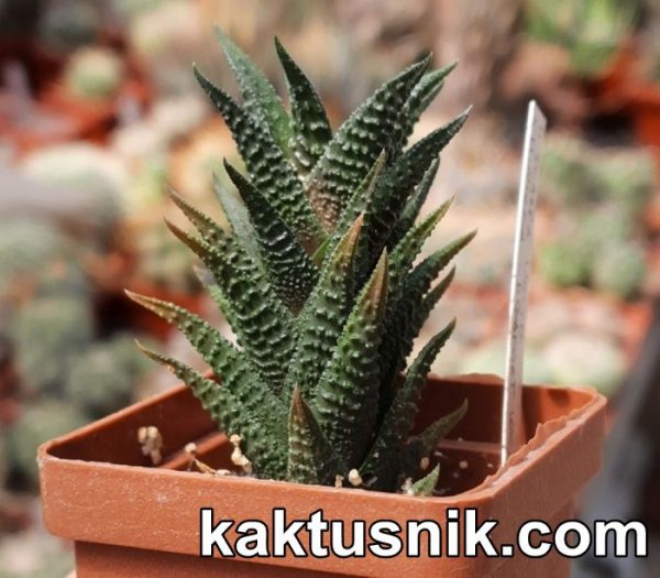 Haworthia scabra x nigra