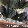 Haworthia truncata hybrid -Belgia- x truncata -Japan- SH clon2 №2