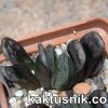 Haworthia truncata hybrid -Belgia- x truncata -Japan- SH clon2 №2_