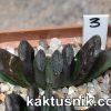 Haworthia truncata hybrid -Belgia- x truncata -Japan- SH clon2 №3