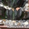 Haworthia truncata hybrid -Belgia- x truncata -Japan- SH clon2 №3_