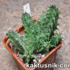 Huernia saudi — arabica 15226 №2