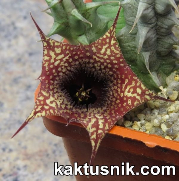Huernia saudi — arabica 15226_
