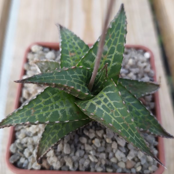 Товары — Cactus-shop