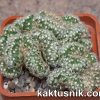 Mammillaria elongata f. cristata