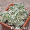 Mammillaria elongata f. cristata_