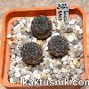 Sulcorebutia rauschii LH 694