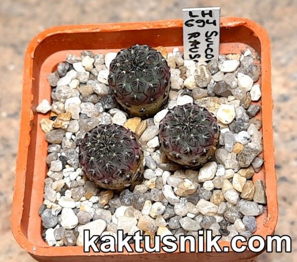 Sulcorebutia rauschii LH 694