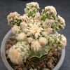 178 Astrophytum ornatum cv fukuryi