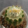 2 Astrophytum asterias cv. Hanazono cristata