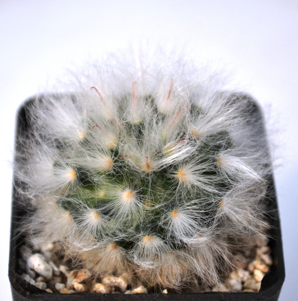 Mammillaria Bocasana V Multilanata — Cactus Shop