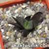 Haworthia ‘Godzilla’ 2