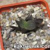 Haworthia ‘Godzilla’ 2_