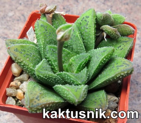 Haworthia ‘Godzilla’