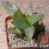 Haworthia retusa v. foucheri 1