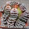 Haworthia truncata -Dusseldorp- clon 1_