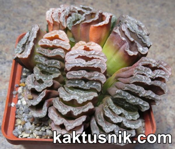 Haworthia truncata -Dusseldorp- clon 1_