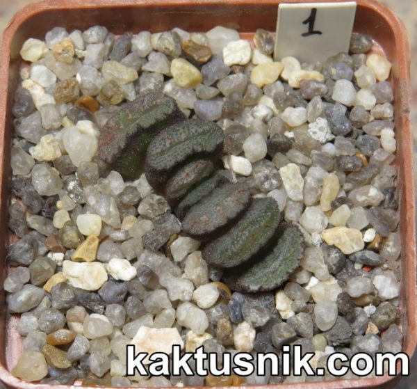 Haworthia truncata -Japan- 1