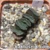 Haworthia truncata -Japan- 2