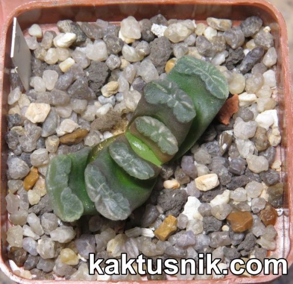 Haworthia truncata -Japan- 3