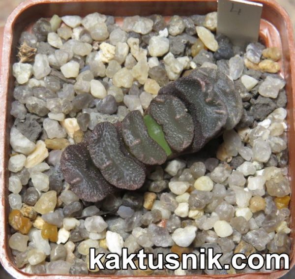 Haworthia truncata -Japan- 4