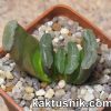 Haworthia truncata hybrid 1