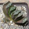 Haworthia truncata hybrid 2_