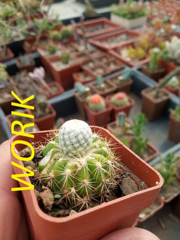 Mammillaria herrerae v. albiflora  Cactus-shop