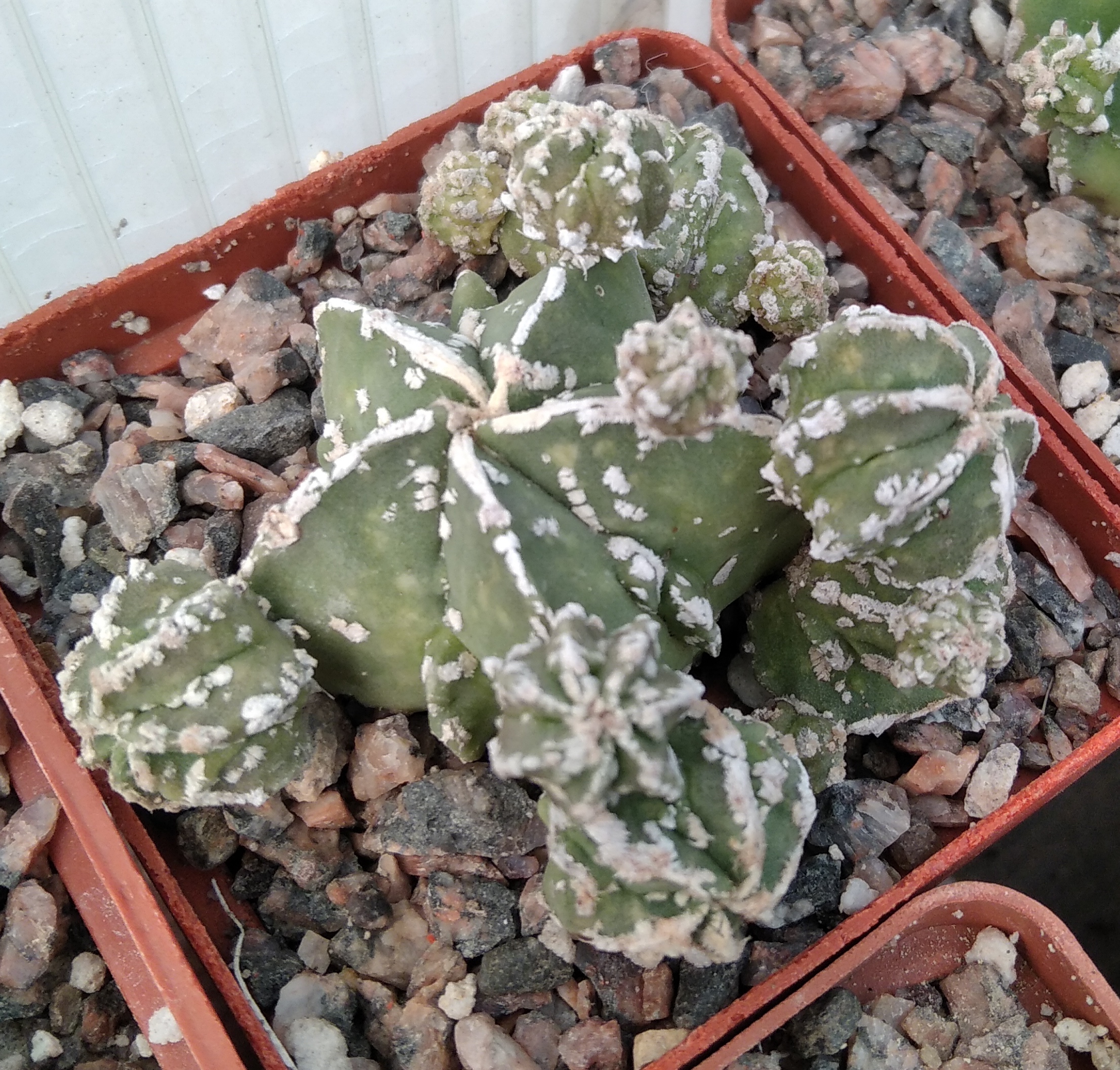 Astrophytum Cv Japan S Cactus Shop