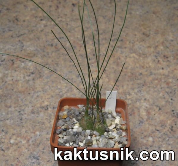 Ornithogalum juncifolium OT7065 -Buffelspoort- 1