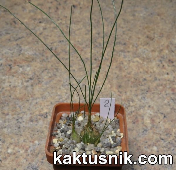 Ornithogalum juncifolium OT7065 -Buffelspoort- 2