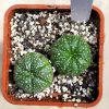 10 Astrophytum asterias ‘AKABANA’