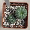 13 Astrophytum asterias ‘AKABANA’