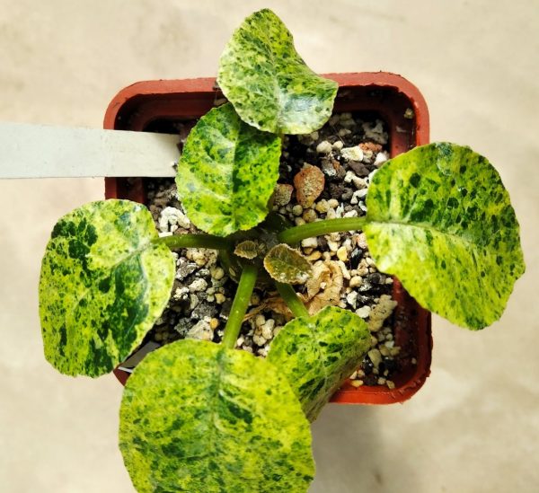 3 Dorstenia foetida variegata