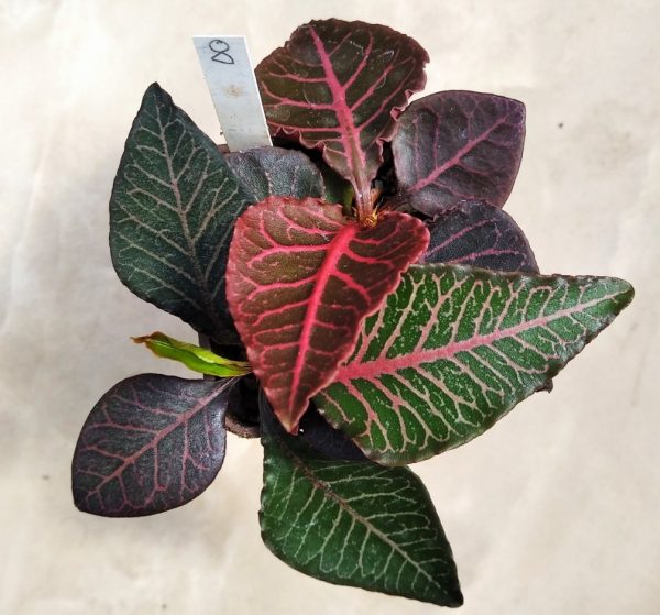 8 Euphorbia francoisii hybrid