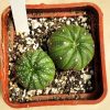 9 Astrophytum asterias ‘AKABANA’