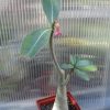 Adenium arabicum