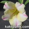 Adenium obesum ‘New Yellow’