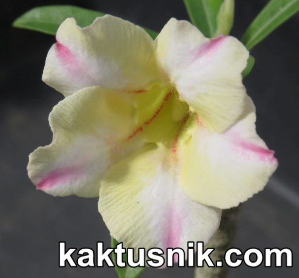 Adenium obesum ‘New Yellow’