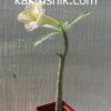 Adenium obesum ‘New Yellow’_