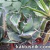 Agave titanota -Tailand-_