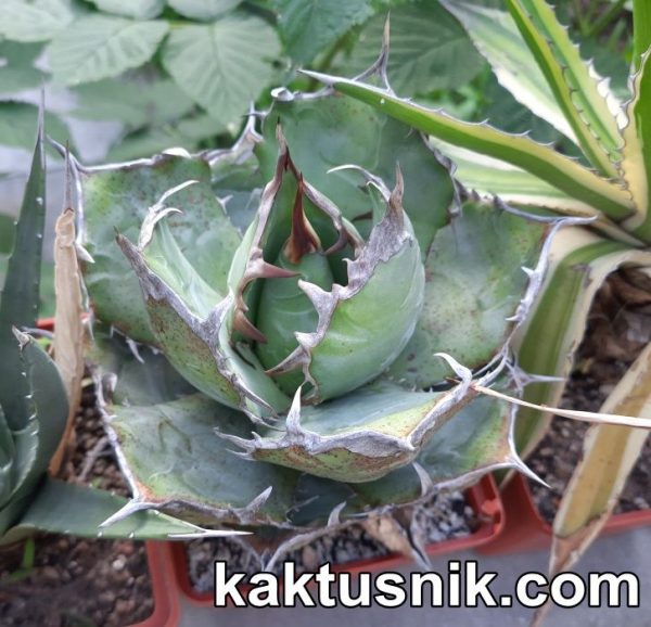 Agave titanota -Tailand-_