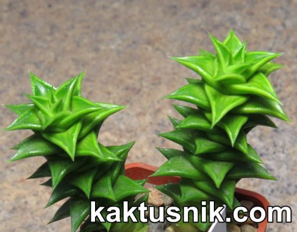 Astroloba foliolosa -Steytlervillr- _