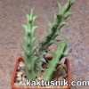 Caralluma baldratii 2