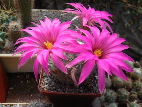 Krainzia guelzowiana - v. robustior  Cactus-shop